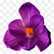 开花植物 花瓣 紫罗兰