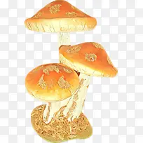 卡通 药用蘑菇 蘑菇