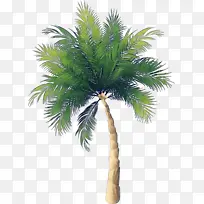 树 植物 棕榈树