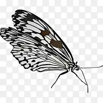 飞蛾和蝴蝶 辛西娅亚属 蝴蝶