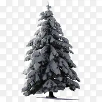 科罗拉多云杉 白松 圣诞树