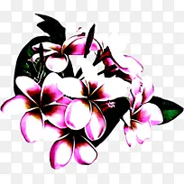 粉色 夏威夷木槿 花瓣