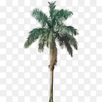 采购产品树 植物 棕榈树