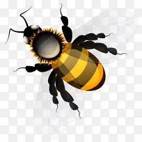 昆虫 蜜蜂 大黄蜂