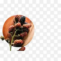 黑莓 植物 浆果