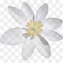 花瓣 白色 花