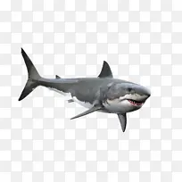 鱼 鲨鱼 大白鲨