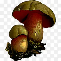 牛肝菌 蘑菇 香菇