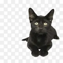 猫 黑猫 中小型猫