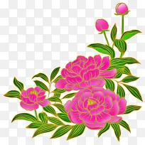 花卉 粉色 植物