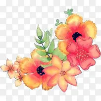 夏威夷木槿 花 植物