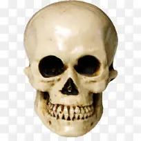 骨骼 头骨 面部