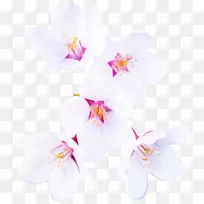 花瓣 白色 花朵