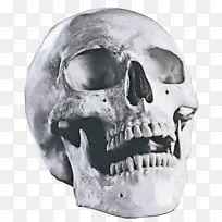 脸 头骨 骨头