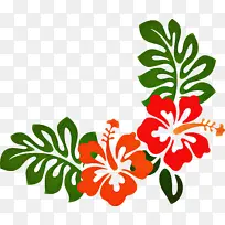 夏威夷木槿 木槿 叶