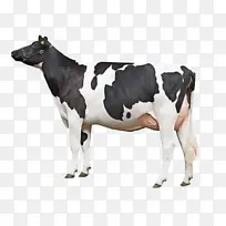 奶牛 牛 动物形象