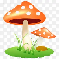 蘑菇 真菌 木耳