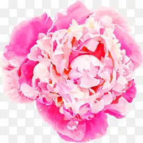 花朵 粉色 花瓣