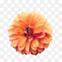 橙色 花 花瓣