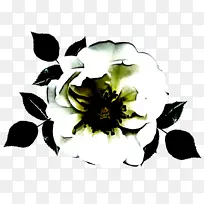 花 黑白 花瓣
