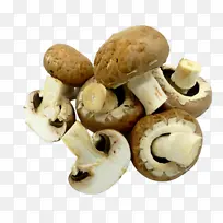 香菇 蘑菇 蘑菇科