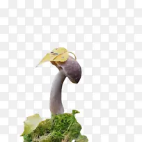 雕像 植物 蘑菇