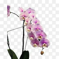 花 蝴蝶兰 粉色