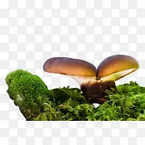 蘑菇 自然 食用菌