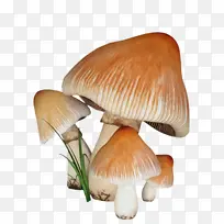 蘑菇 食用菌 蘑菇科