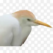 鸟 喙 白鹭