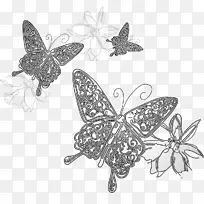 蝴蝶 飞蛾和蝴蝶 昆虫