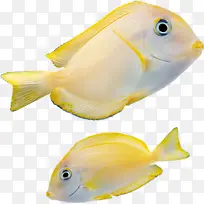 鱼类 鲳科 海洋生物