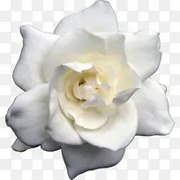 白色 开花植物 花瓣