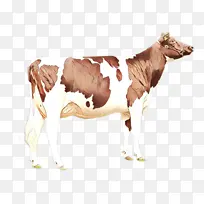 卡通 动物形象 奶牛