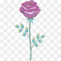 花 蓝玫瑰 植物