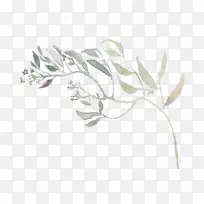 白色 叶子 植物