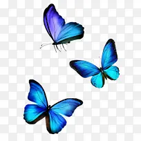 蝴蝶 昆虫 蓝色