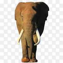 大象 大象和猛犸象 印度大象
