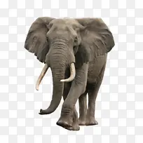 大象 大象和猛犸象 陆生动物