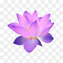 花瓣 花朵 紫色