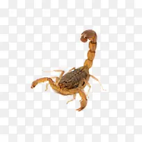 蝎子 蛛形纲动物 昆虫