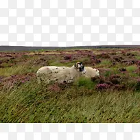 牧场 草原 绵羊