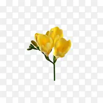 花 开花植物 黄色