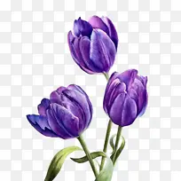 花卉 开花植物 紫色