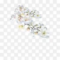 白色 花朵 植物
