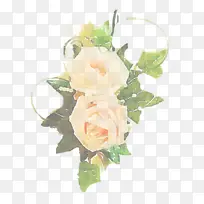白色 花朵 玫瑰