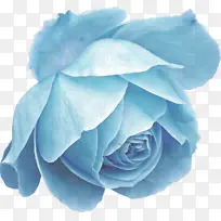 蓝色 玫瑰 蓝色玫瑰