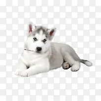 西伯利亚哈士奇狗白色狗品种小狗萨哈林哈士奇