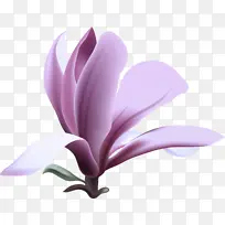 花瓣 花 紫罗兰