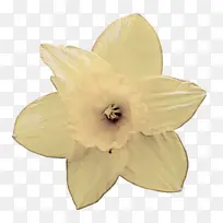 白色 花瓣 黄色